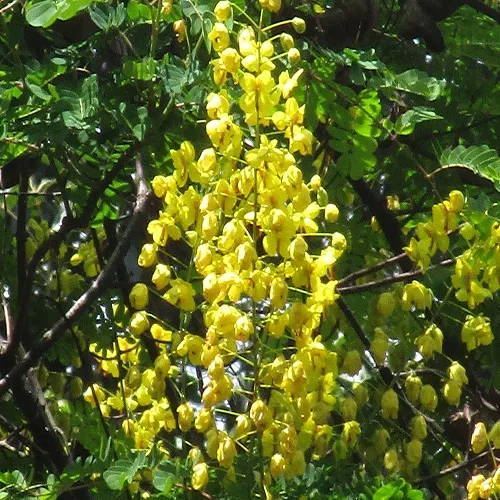 ジャケツイバラの花