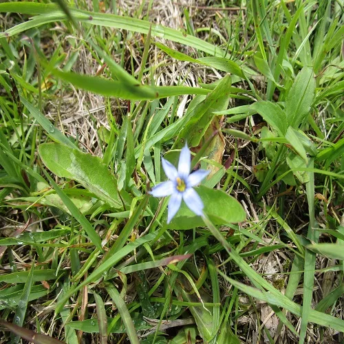 ルリニワゼキショウの花