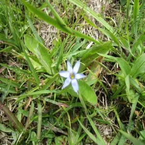 ルリニワゼキショウの花