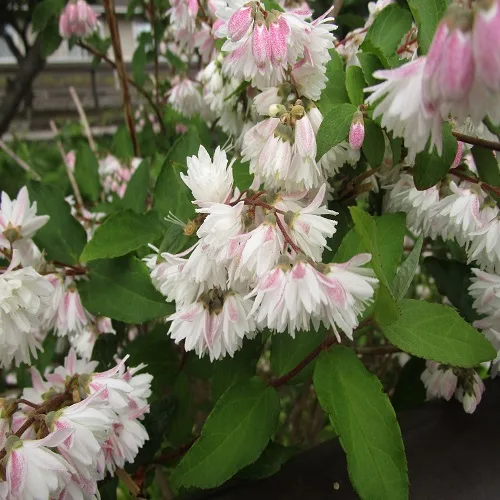 サラサウツギの花