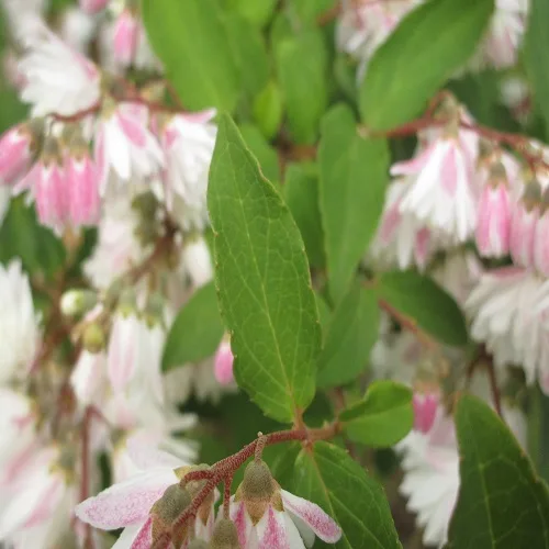 サラサウツギの葉