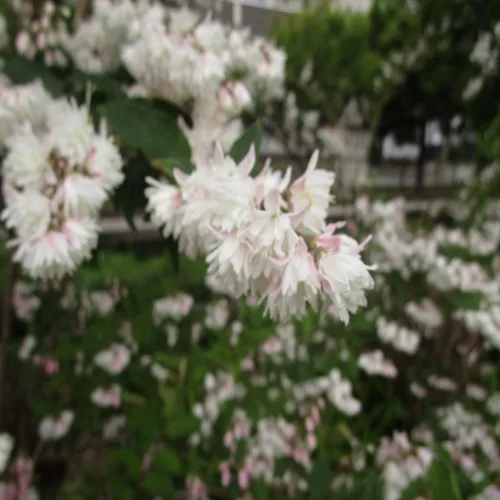 サラサウツギの花