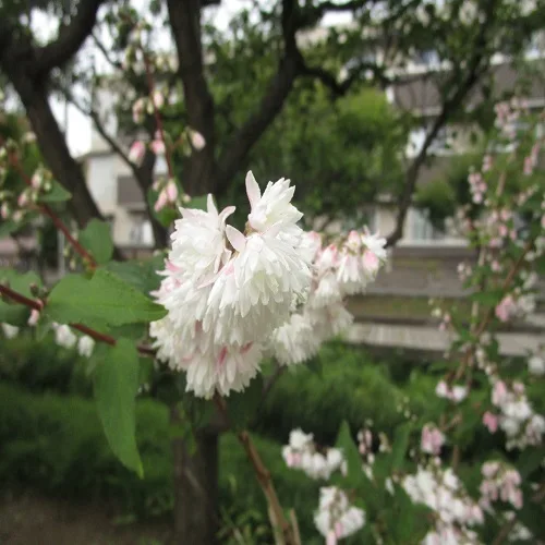サラサウツギの花