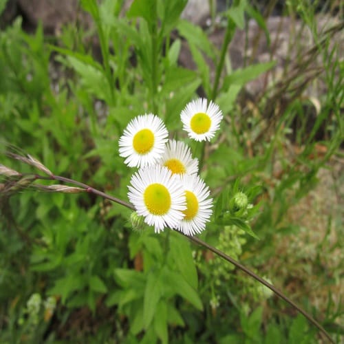 ヒメジョオンの花