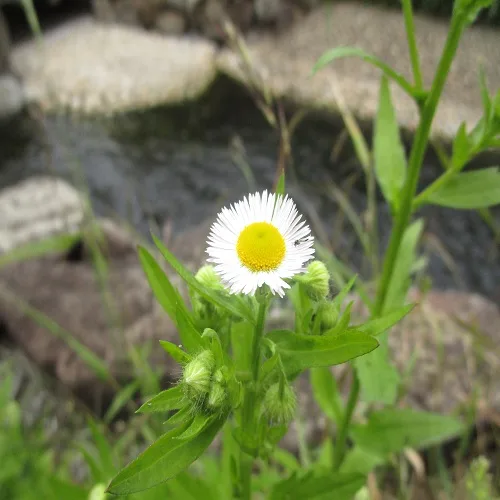 ヒメジョオンの花