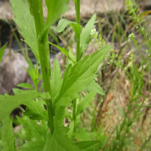 ヒメジョオンの葉