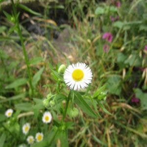 ヒメジョオンの花