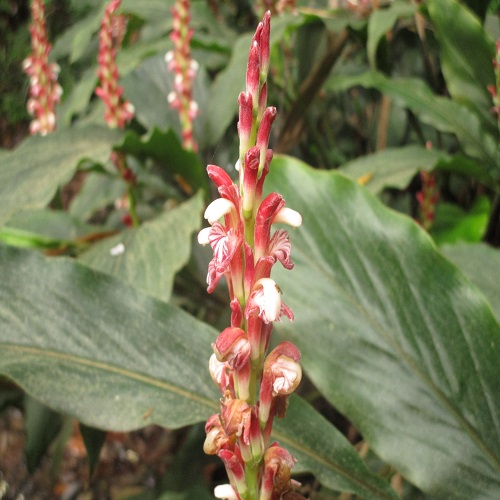 ハナミョウガの花
