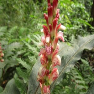 ハナミョウガの花