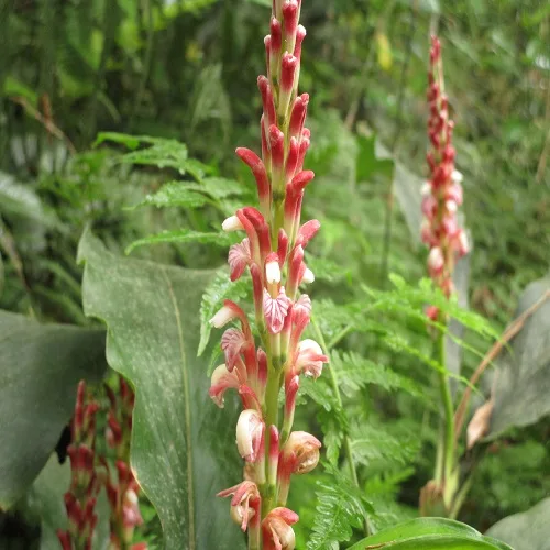ハナミョウガの花