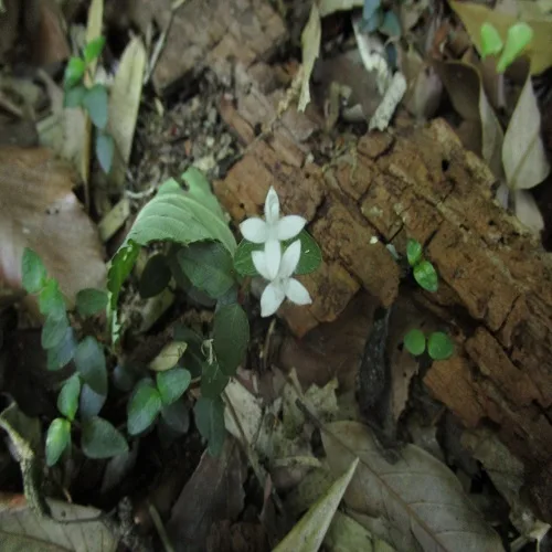 ツルアリドオシ