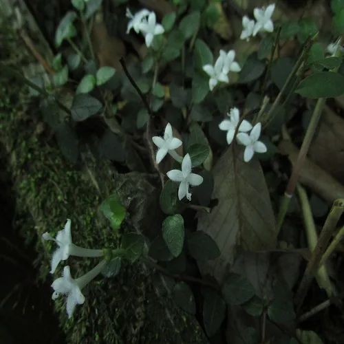 ツルアリドオシの花