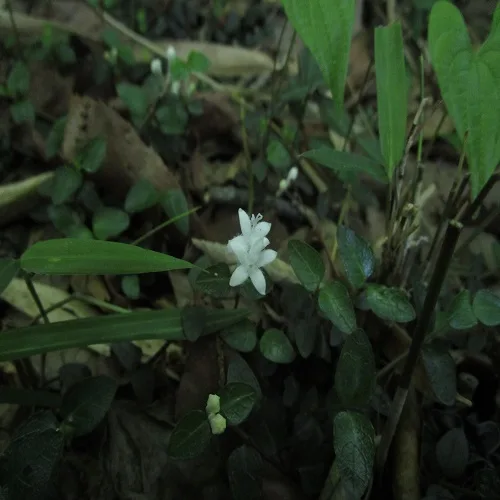 ツルアリドオシの花