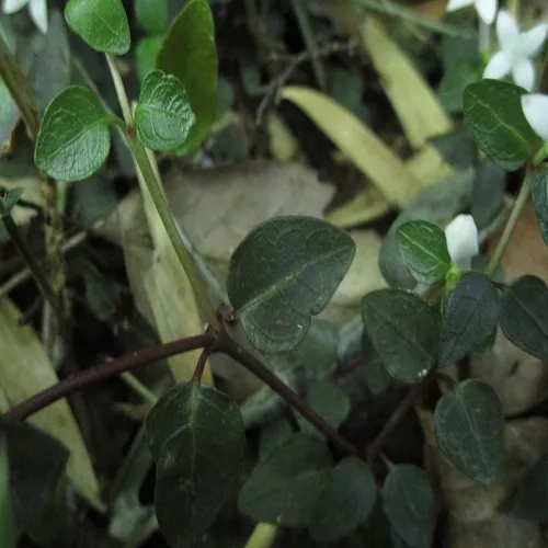 ツルアリドオシの葉