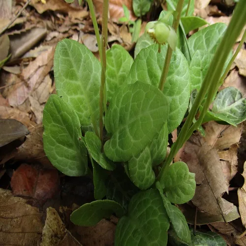 イチヤクソウの葉