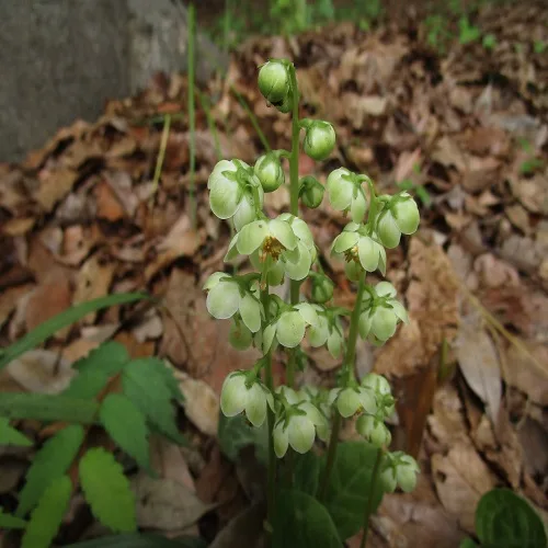 イチヤクソウの花