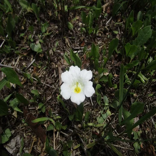 ギンパイソウの花