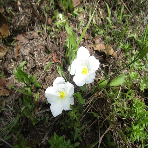 ギンパイソウの花