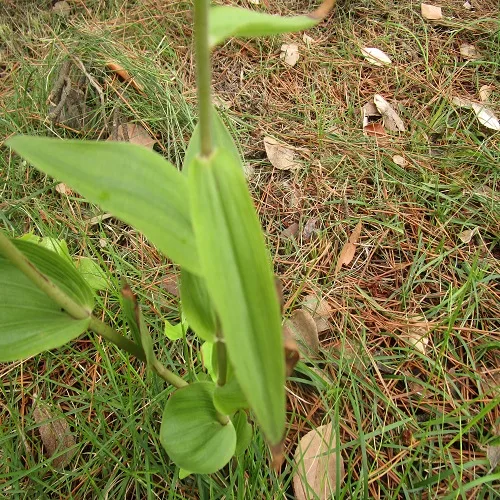 ハマカキランの葉