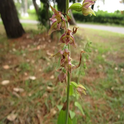 紫色を帯びたハマカキランの花