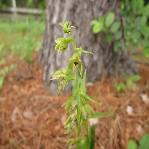 ハマカキランの花