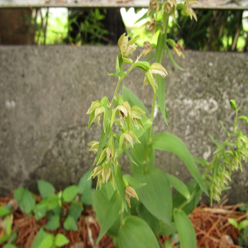 ハマカキランの花