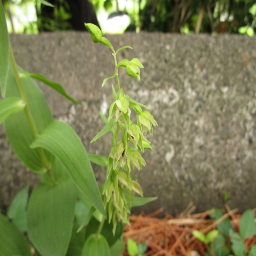 ハマカキランの花