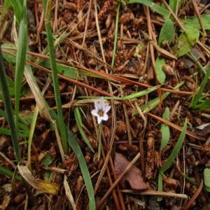 オオニワゼキショウの花