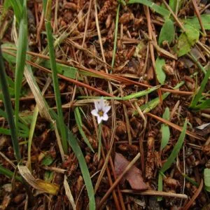 オオニワゼキショウの花