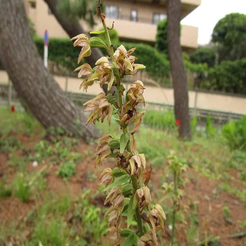 黄金色を帯びたハマカキランの花