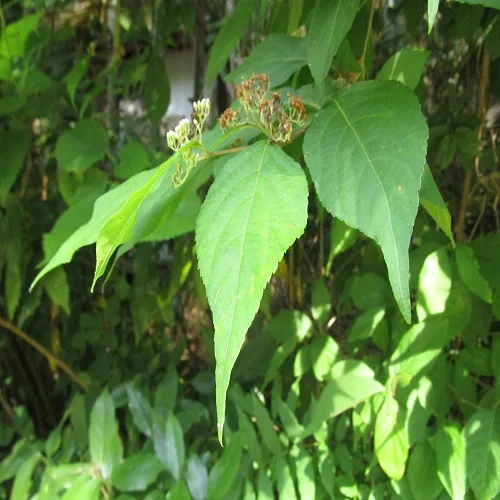 ムラサキシキブの葉