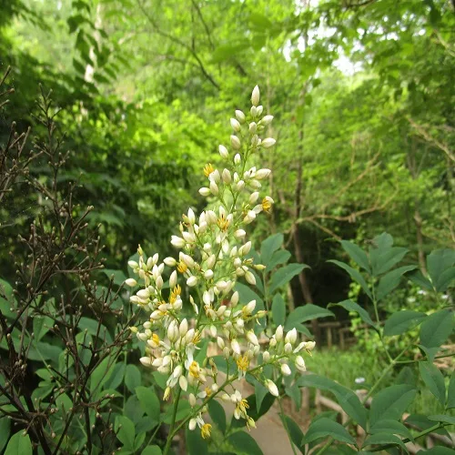 ナンテンの花