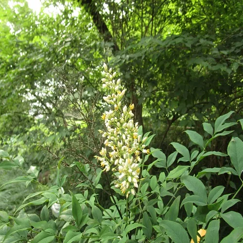 ナンテンの花