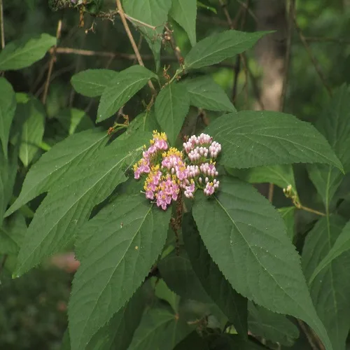 ムラサキシキブ
