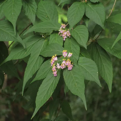 ムラサキシキブの花