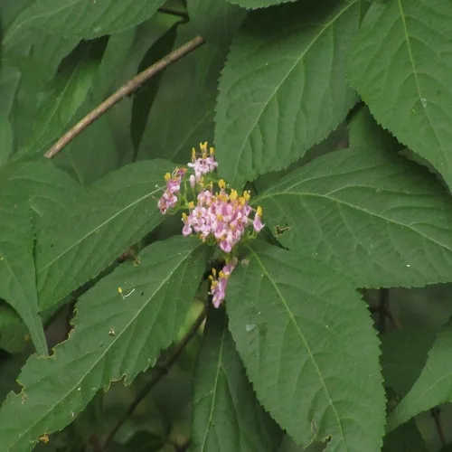 ムラサキシキブの花
