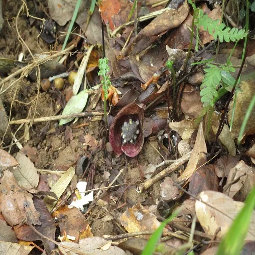 ヒメザゼンソウ