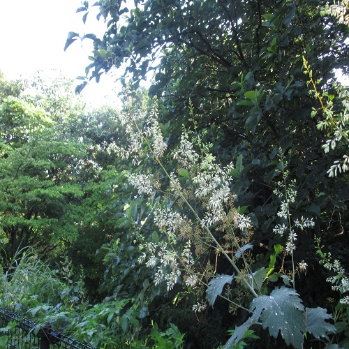 タケニグサの花