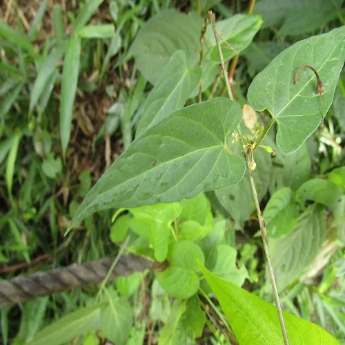 オオカモメヅルの葉