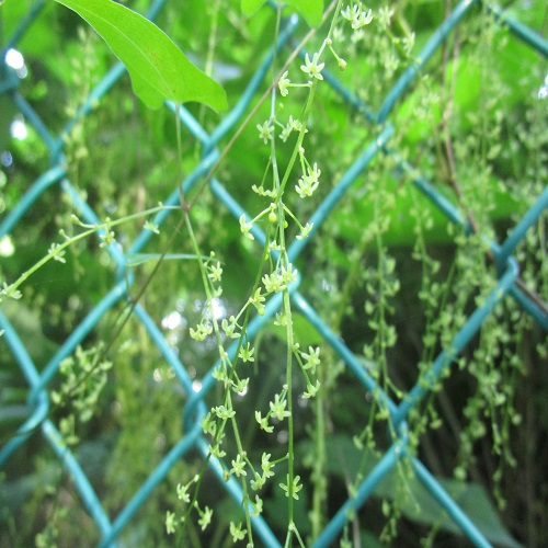 ヒメドコロの花