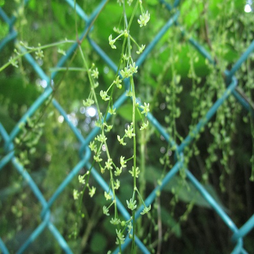 ヒメドコロの花