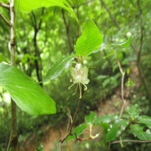バイカツツジの花