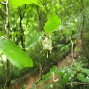 バイカツツジの花