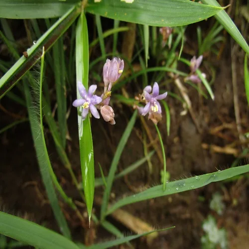 ヒメヤブランの花