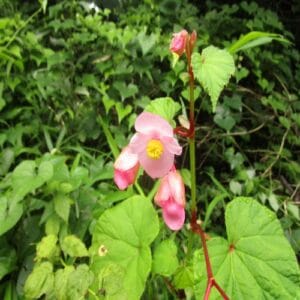 シュウカイドウの花