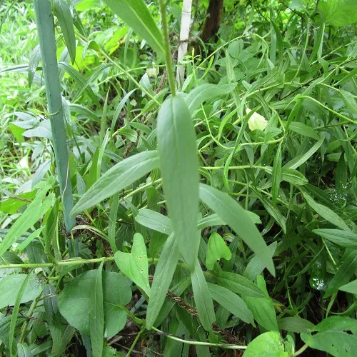 カセンソウの葉