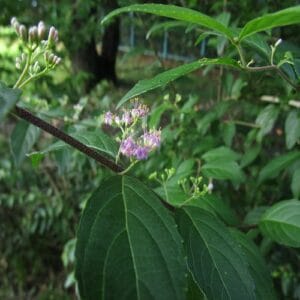 コムラサキの花