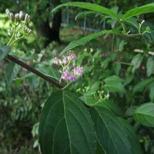 コムラサキの花