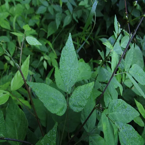 ケヤブハギの葉