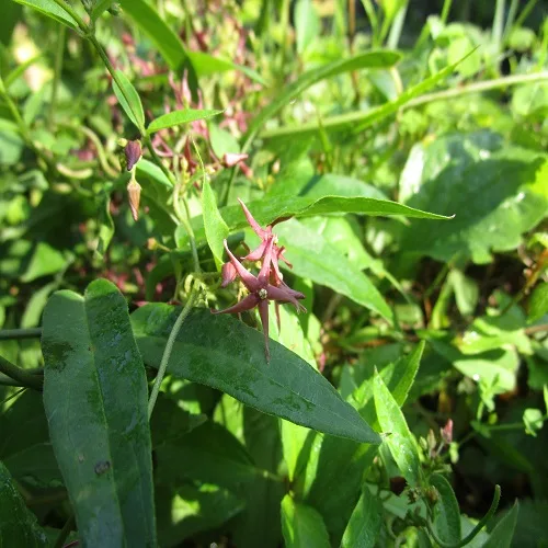 コバノカモメヅルの花